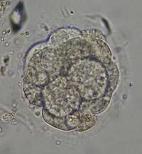 Сне-гу-ро-чка!!!! Ау!