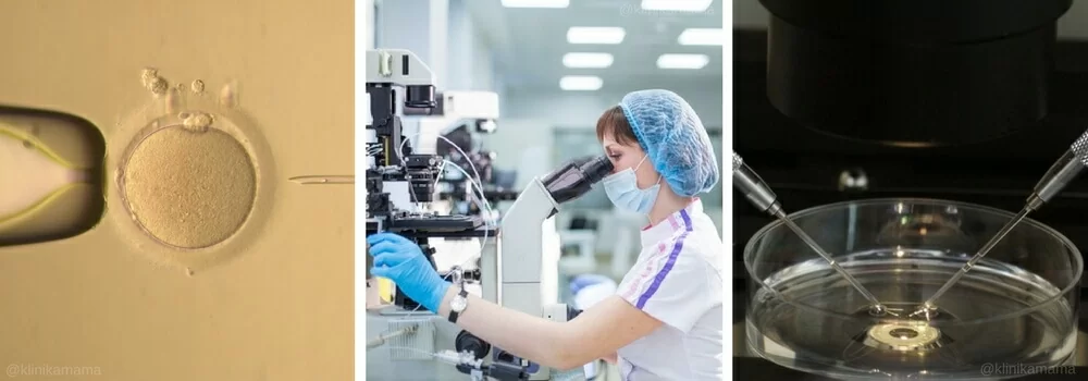 Эмбриология Клиники МАМА Эмбриология Клиники МАМА