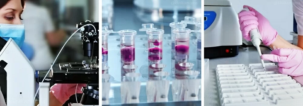 Эмбриология Клиники МАМА