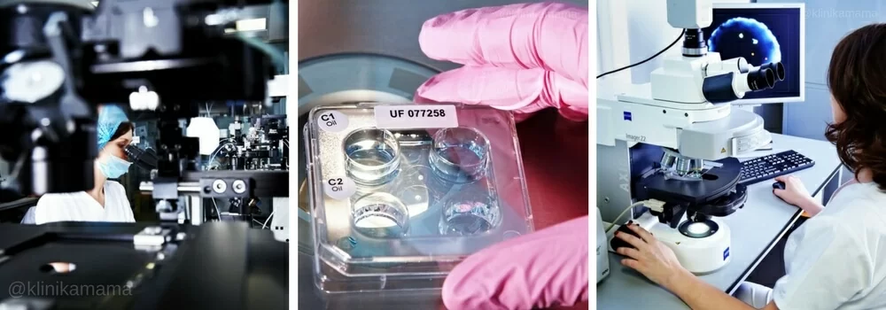 Эмбриология Клиники МАМА