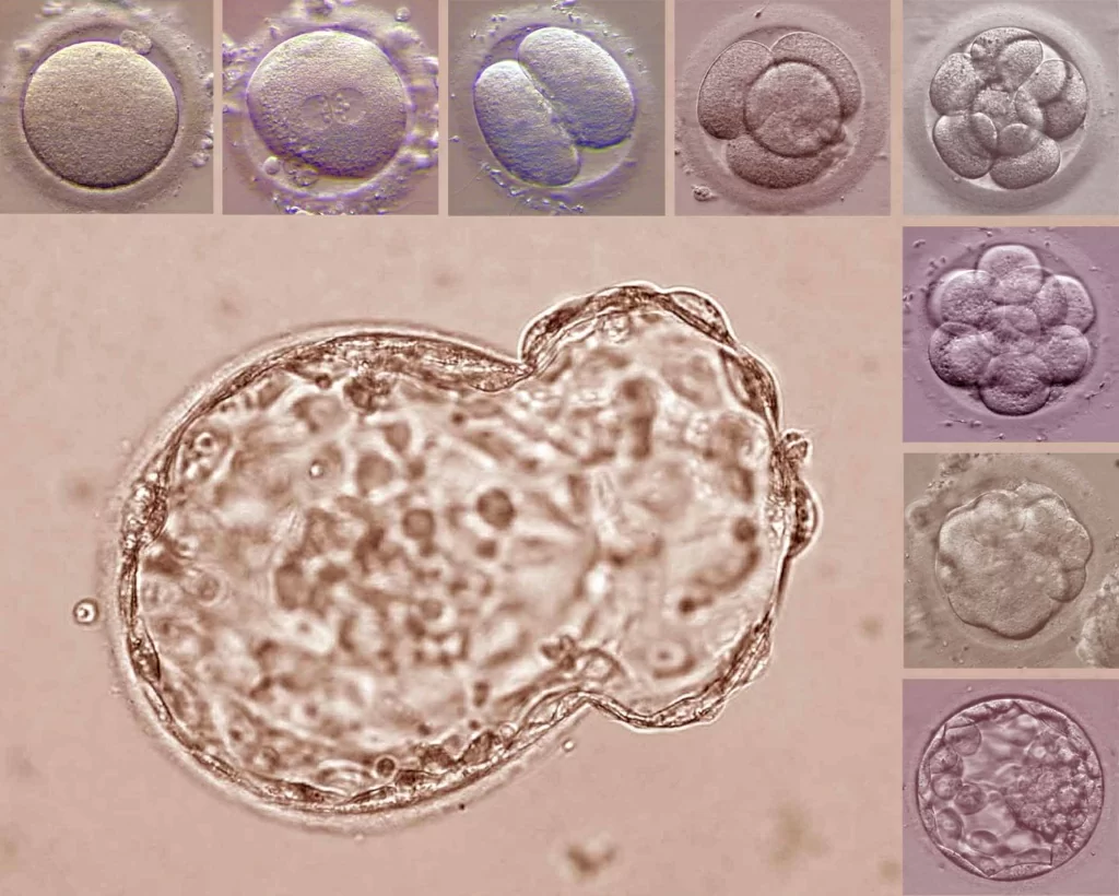 развитие до бластоцисты.jpg